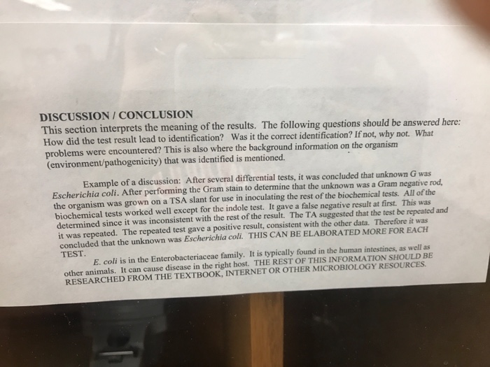 Enterobacter aerogenes under microscope image