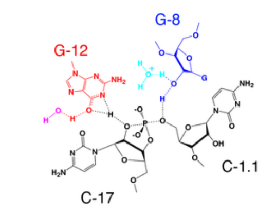 G-8 G-12 NH2 .0 0 он 0 H2N C-17