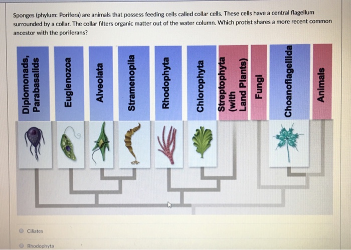 Sponges Phylum Porifera Are Animals That Possess Chegg Com