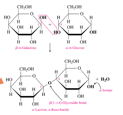 Solved How do you know which glycosidic bond to use (alpha, | Chegg.com