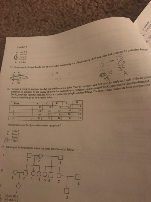 Solved How Many Hydrogen Bonds Will Be Involved In Base P Chegg Com