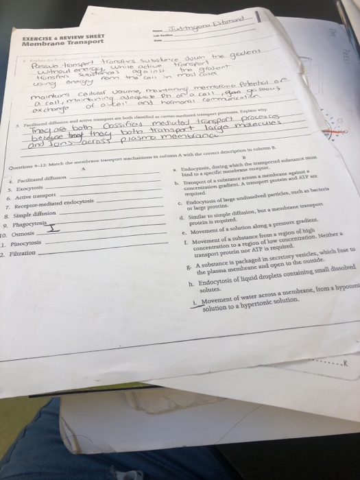 Solved Exercise 4 Review Sheet Membrane Transport Tre Chegg Com