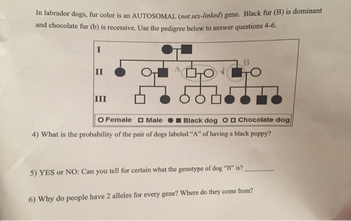 Solved Linked Gene Black Fur B Is Dominant In Labrador