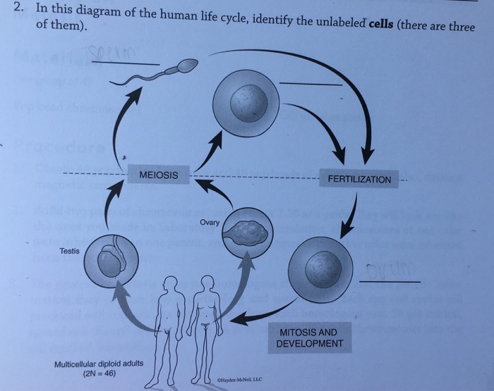 human life cycle diagram