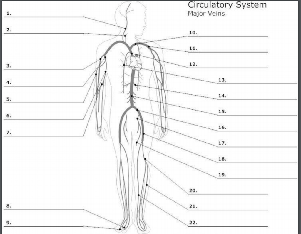 Anatomy Label Major Arteries And Veins : Anatomy And Circulation Of The Heart