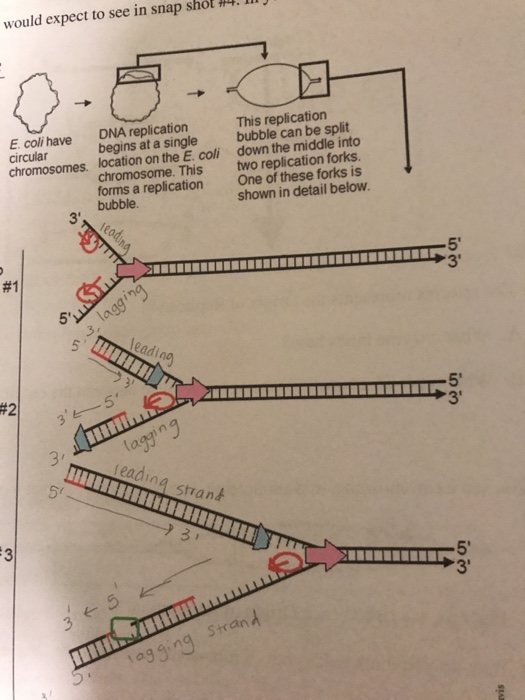 Solved: 3. DNA Replication Involves Many Different Types O ...