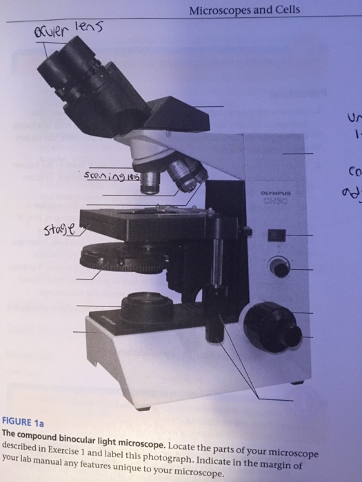 parts of a compound light microscope worksheet