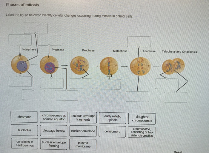 Solved: Phases Of Mitosis Label The Figure Below To Identi ...