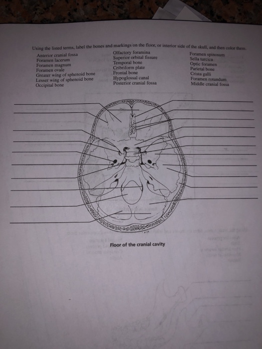 Solved On The Floor Or Interior Side Of The Skull And T