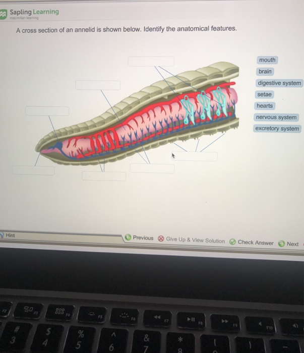 Solved: Sapling Learning A Cross Section Of An Annelid Is ... | Chegg.com