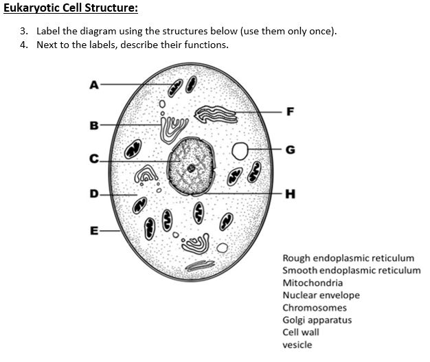 Structures Of The Cytoskeleton Chart