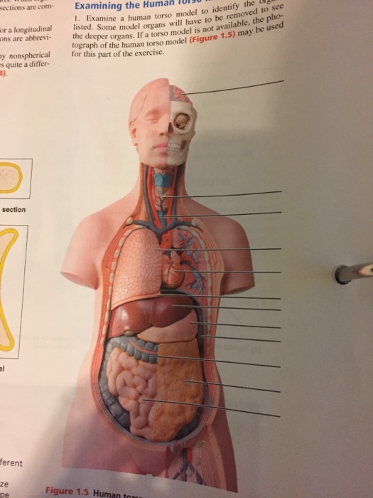 Solved Examining The Human Torso Model To Identify The Li Chegg Com