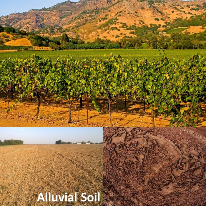 alluvial soil crops
