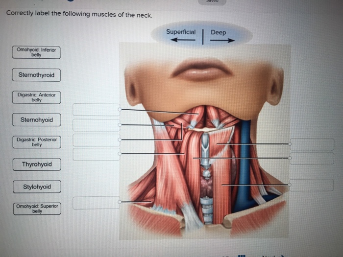 Solved: Correctly Label The Following Muscles Of The Neck ...