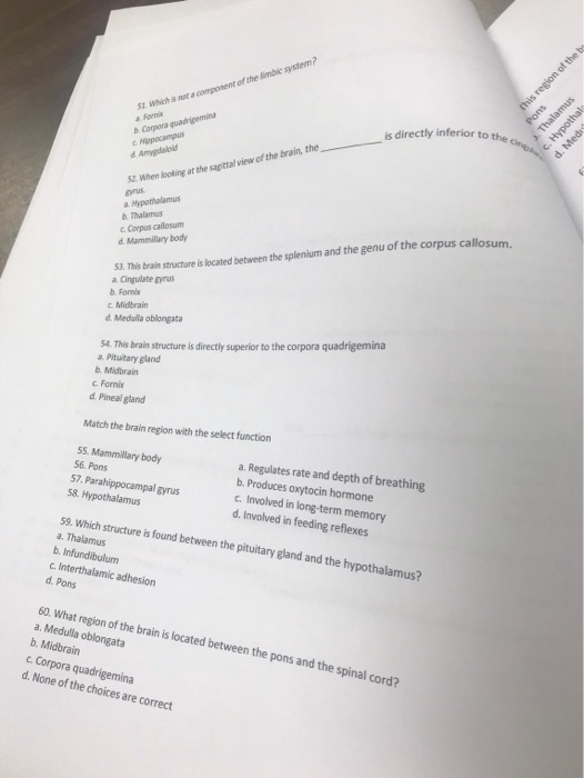 Solved Wich Is Nt A Component Of The Limbic System A Fo