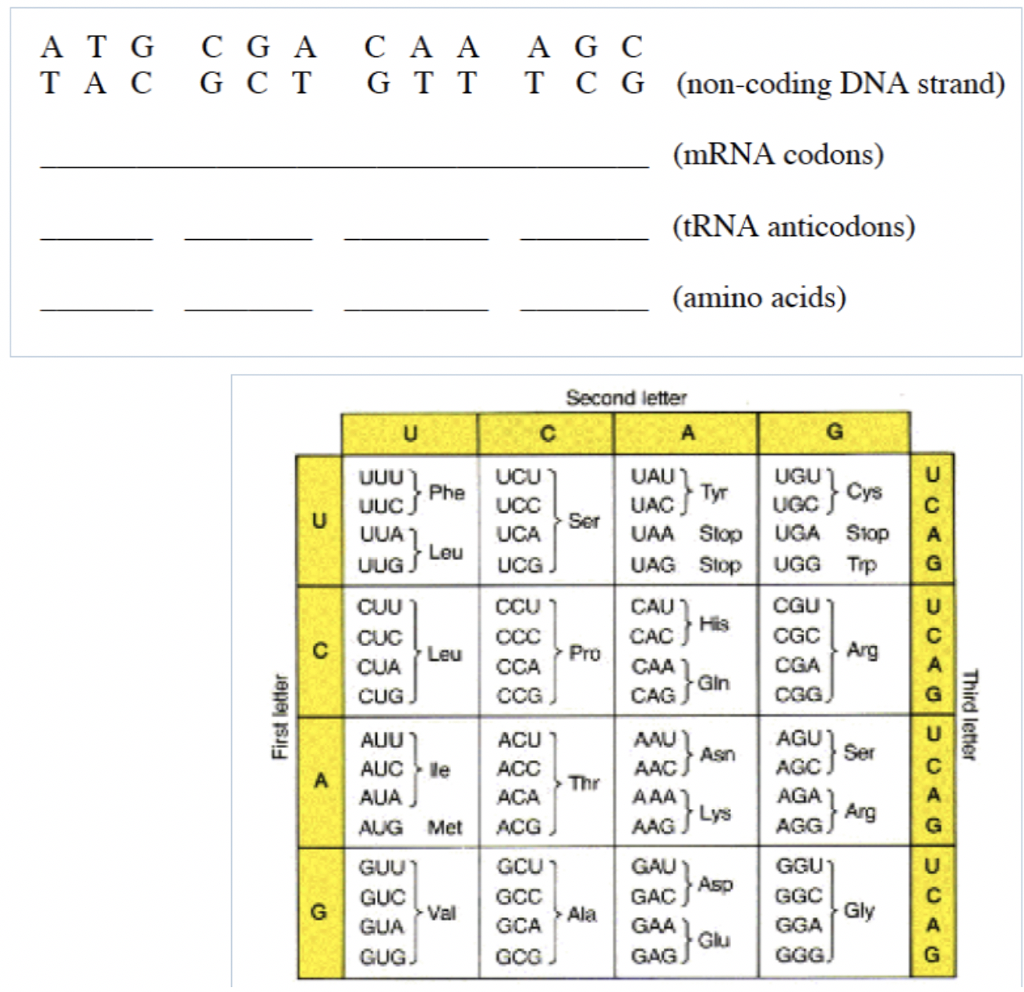 Mrna Codon And Dna Sequence Chart