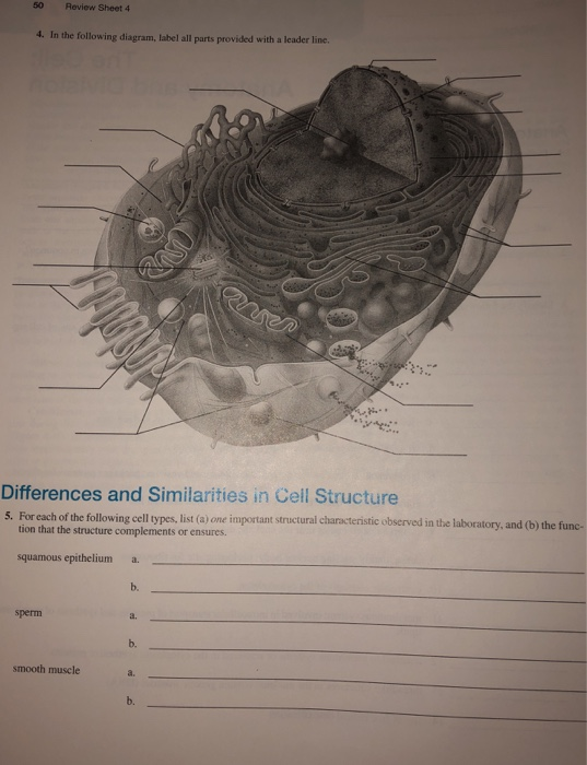 The Cell Anatomy And Division Anatomy Of The Chegg 