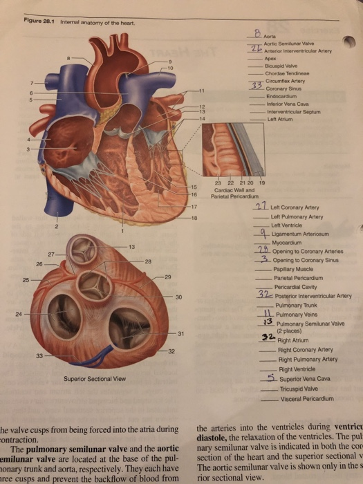 Solved Figure 28 1 Internal Anatomy Of The Heart Aota Ao