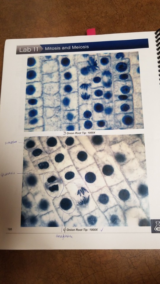 ... Observati Lab 11 Experiment Mitosis Solved: And 1: Meiosis