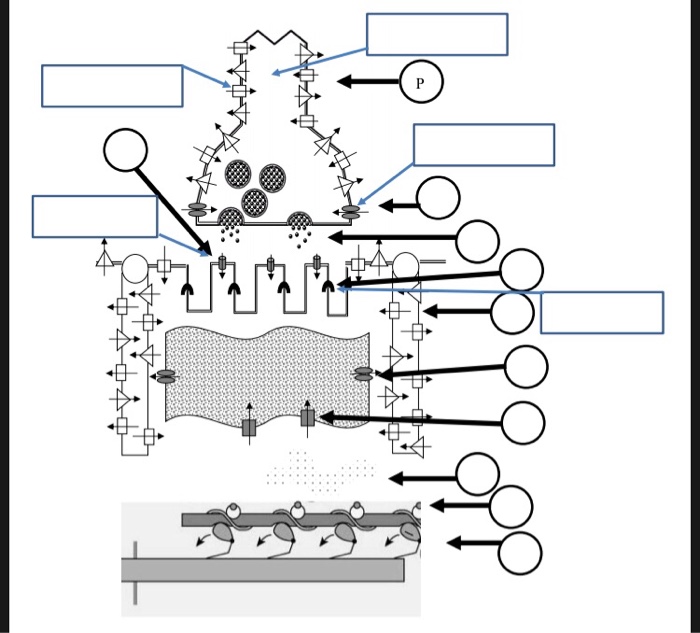 Critical thinking assignment 5 skeletal muscle 06 image