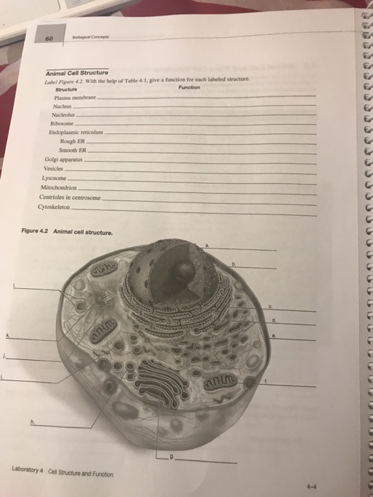 Ological Concepts Animal Cell Structure Label Figure Chegg Com