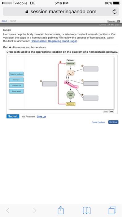 32 Drag Each Label To The Appropriate Location On The Diagram Of A Homeostasis Pathway Labels For Your Ideas