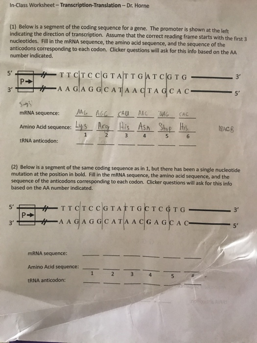 solved in class worksheet transcription translation dr chegg com