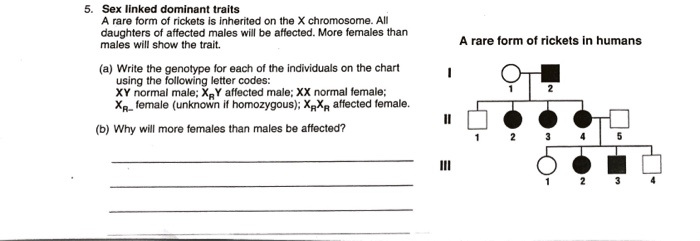Xy Chromosome Chart