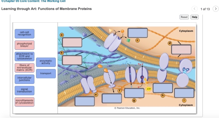 Solved Learning Through Art Functions Of Membrane Proteins Chegg Com