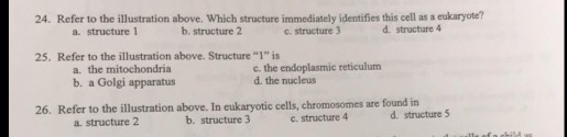 Solved 24. Refer To The Illustration Above. Which Structure | Chegg.com