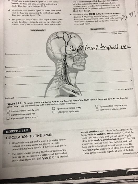 Solved Blood To The Head And Neck Using The Textbook As