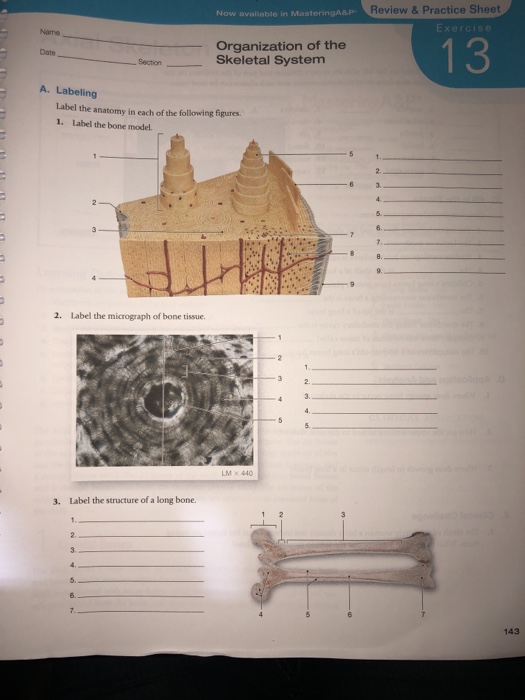 Solved: Review &Practice Sheet Now Available In MasteringA... | Chegg.com