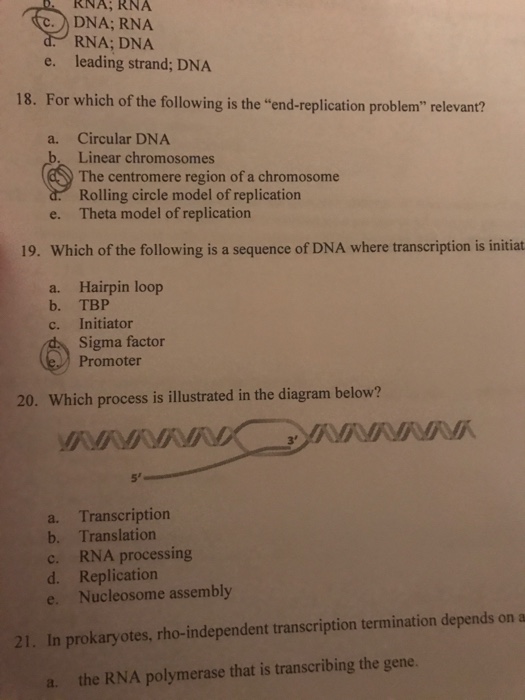 Solved For Which Of The Following Is The End Replication Chegg Com