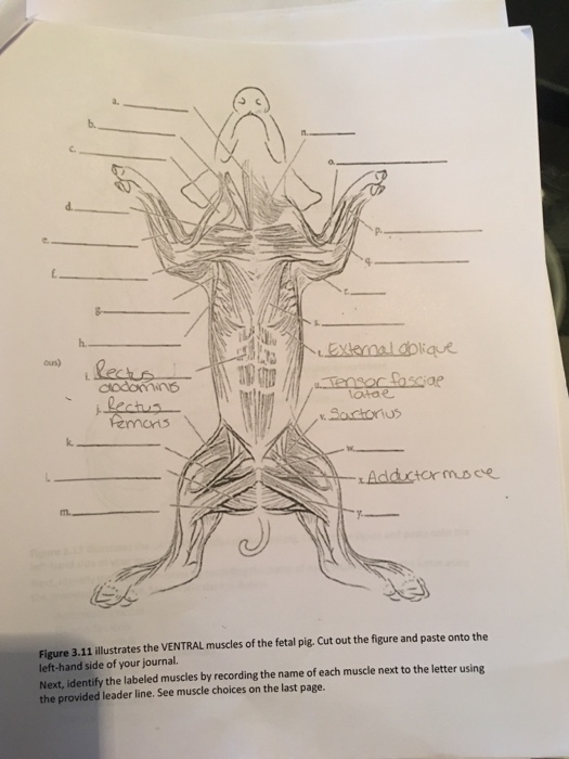 Ventral muscles diagram