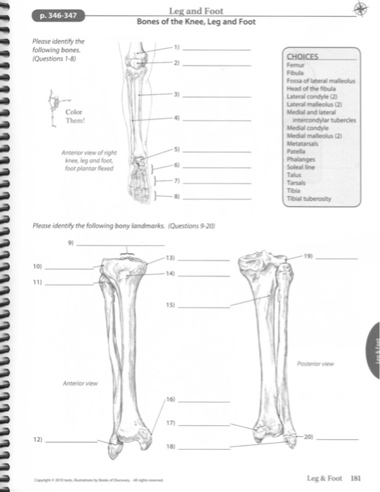 leg and feet bones