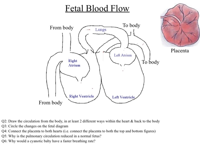 Fetal Blood Circulation Flow Chart
