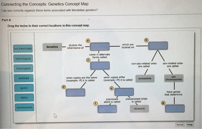 Solved Connecting The Concepts Genetics Concept Map Can