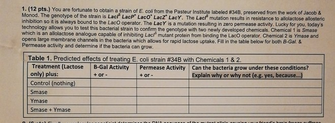 1, (12 pts.) You are fortunate to obtain a strain of E. coli from the Pasteur Institute labeled #348, preserved from the work of Jacob & Monod. The genotype of the strain is Lac LacP Laco Lacz LacY. The Lacf mutation results in resistance to allolactose allosteric inhibition so it is always bound to the LacO operator. The LacY is a mutation resulting in zero permease activity. Lucky for you, todays echnology allows you to test this bacterial strain to confirm the genotype with two newly developed chemicals. Chemical 1 is Smase which is an allolactose analogue 

<div class=