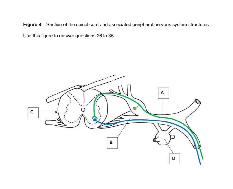 Solved What Specific Type Of Neural Pathway Is Shown In F