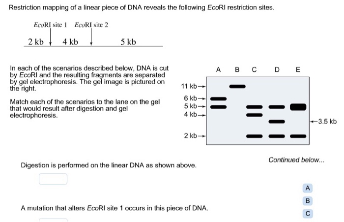 Restriction mapping with 3 enzymes picture