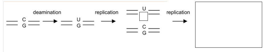 deamination replicationー replication
