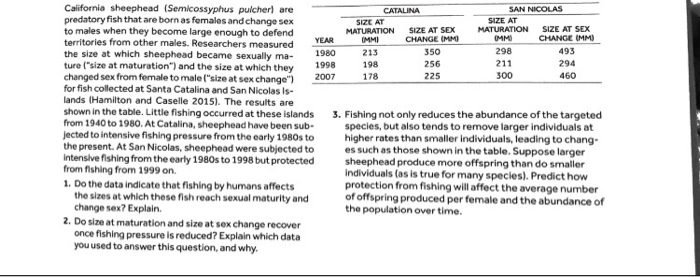 California sheephead (Semicossyphus pulcherl are predatory fish that are born as females andchange sex to males when they become large enough to territories from other males. Researchers measured the size at which sheephead became sexually ma- ture (size at maturation) and the size at which they changed sex from female to male(size at sex change) for fish collected at Santa Catalina and San Nicolas Is- lands (Hamilton and Caselle 2015). The results are SAN NICOLAS SIZE AT MATURATION SIZE AT SDX CHANGE (MM SIZE AT SEX CHANGE (MM) defend MATURATION 1980 1998198 256 225 211 e table. Little 

<div class=