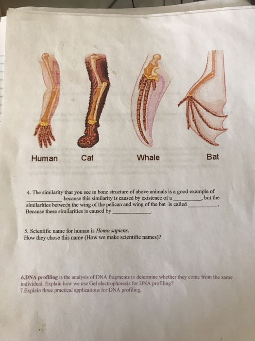 Solved Human Cat Whale Bat 4 The Similarity That You See In Chegg Com