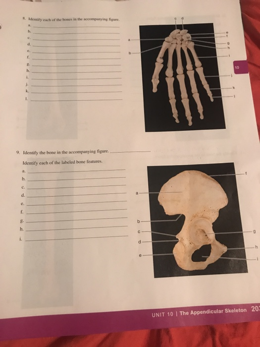 Anatomy and physiology lab homework answers 07 picture