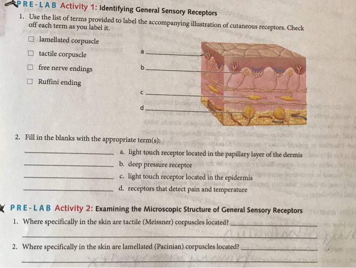 Solved Pre Lab Activity 1 Identifying General Sensory Re Chegg Com