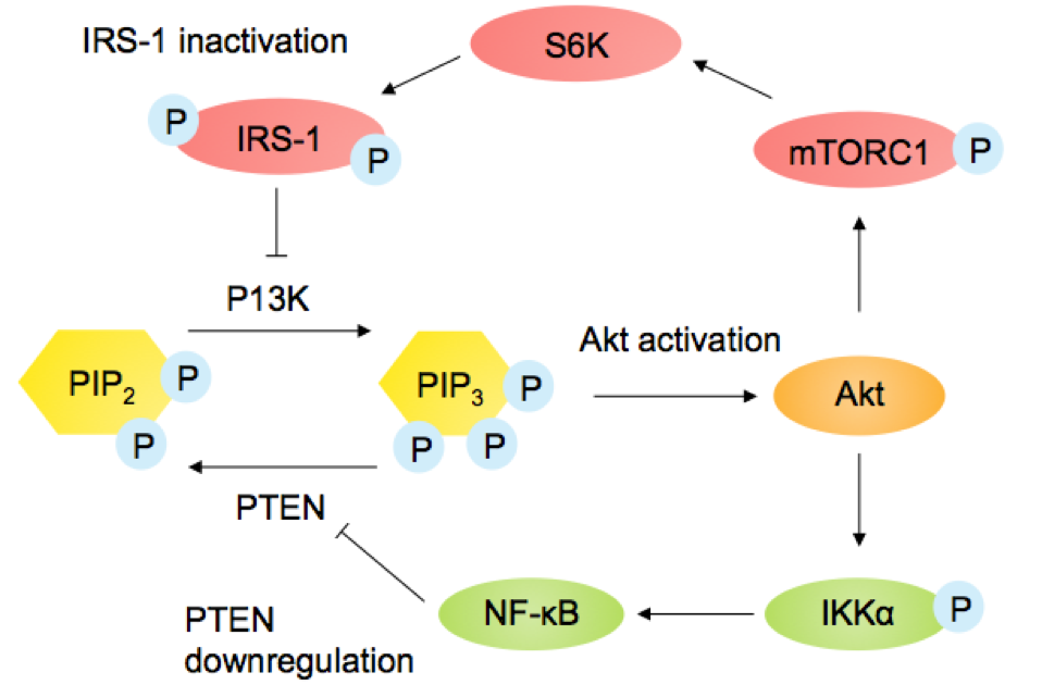 Akt genshin. Сигнальный путь pi3k/Akt/MTOR. Akt signaling Pathway. Akt activation. NF-KB сигнальный путь.