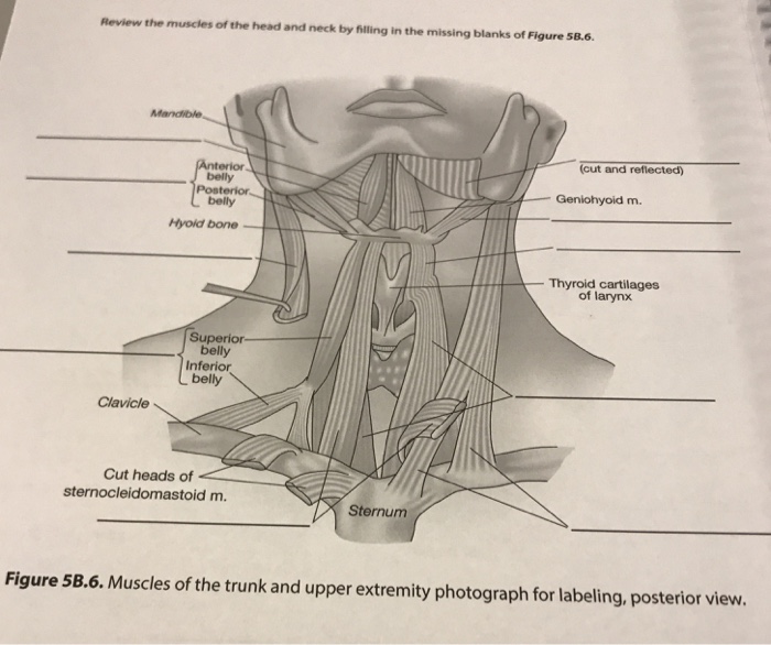 Review The Muscles Of The Head And Neck By Filling In Chegg Com