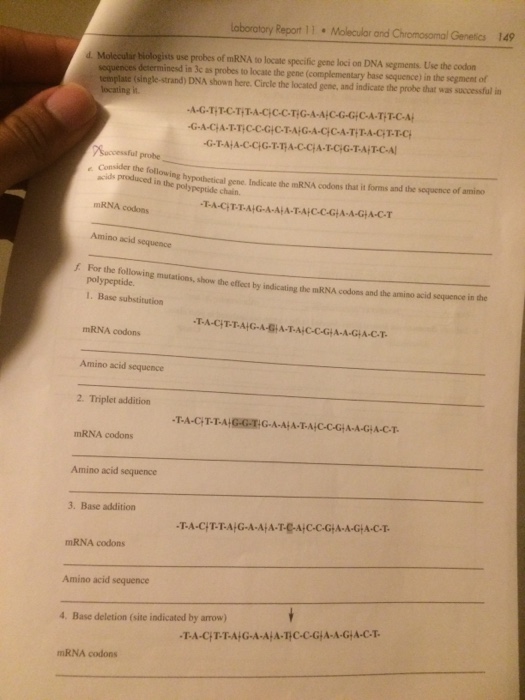 Mendelian genetics of corn lab answers picture