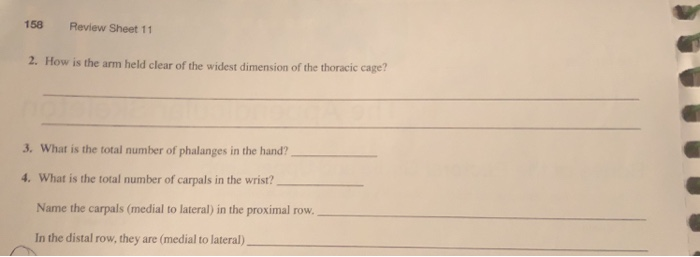 Name the carpals medial to lateral in the proximal row Image Result For Proximal Row Of Carpal Bones The Row Trapezium Bones