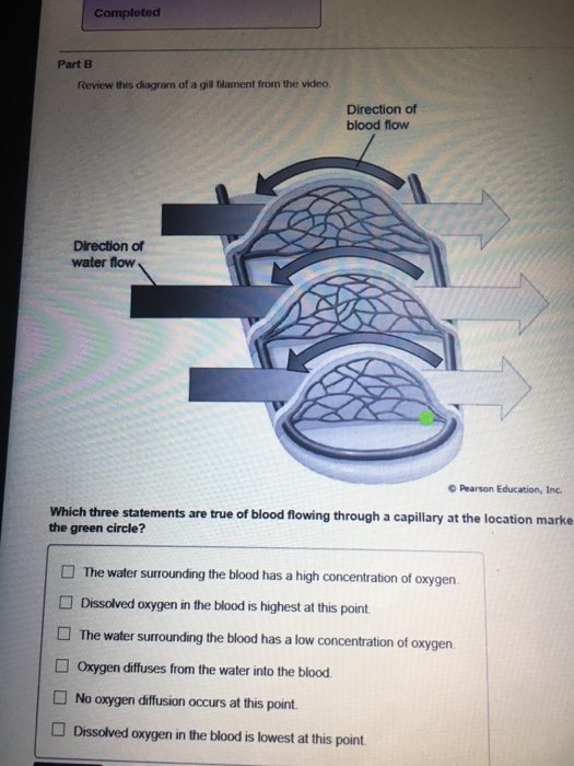 Solved: Review This Diagram Of A Gill Filament From The Vi ...